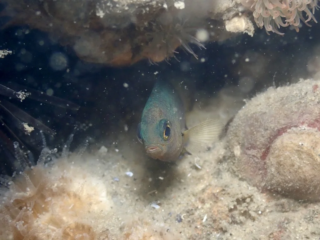 Juvenile Bicolor Damselfish