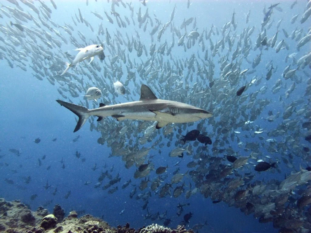 Reef Shark being followed by Trevally, while swimming past a school of black snapper