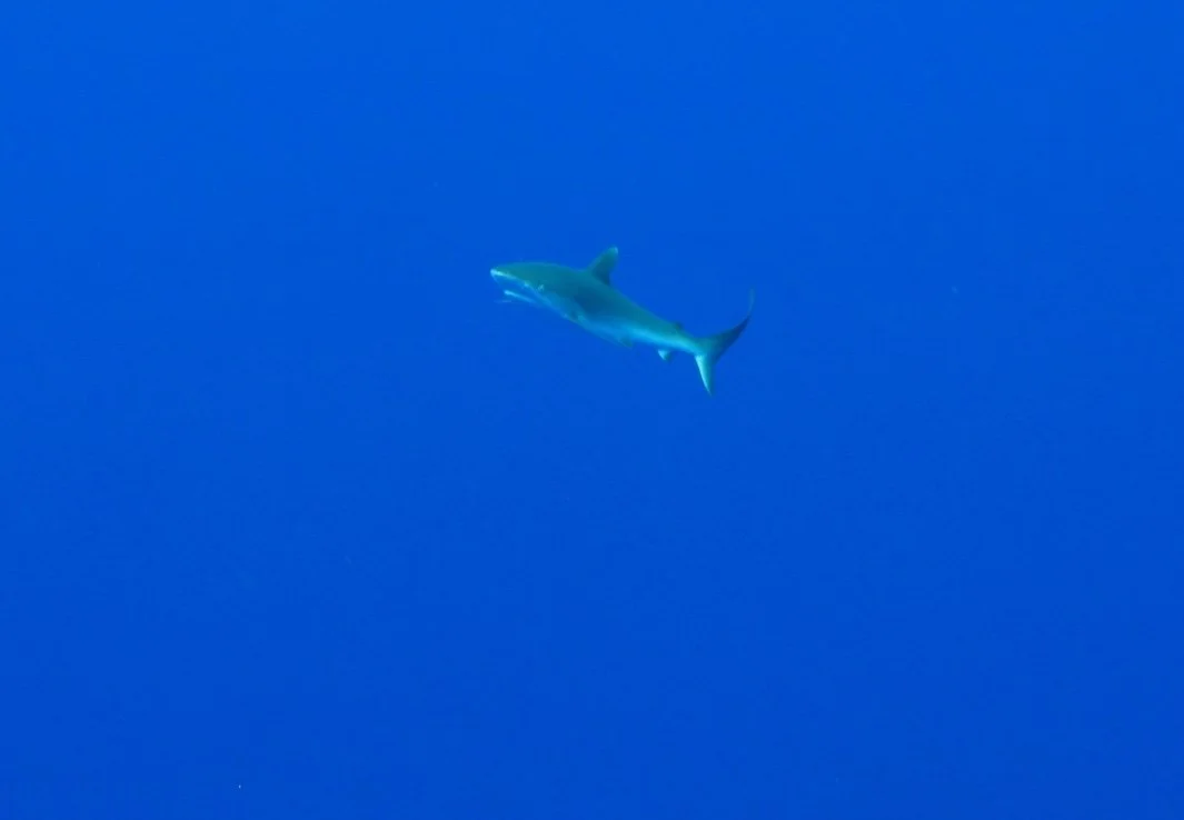 Silky Shark