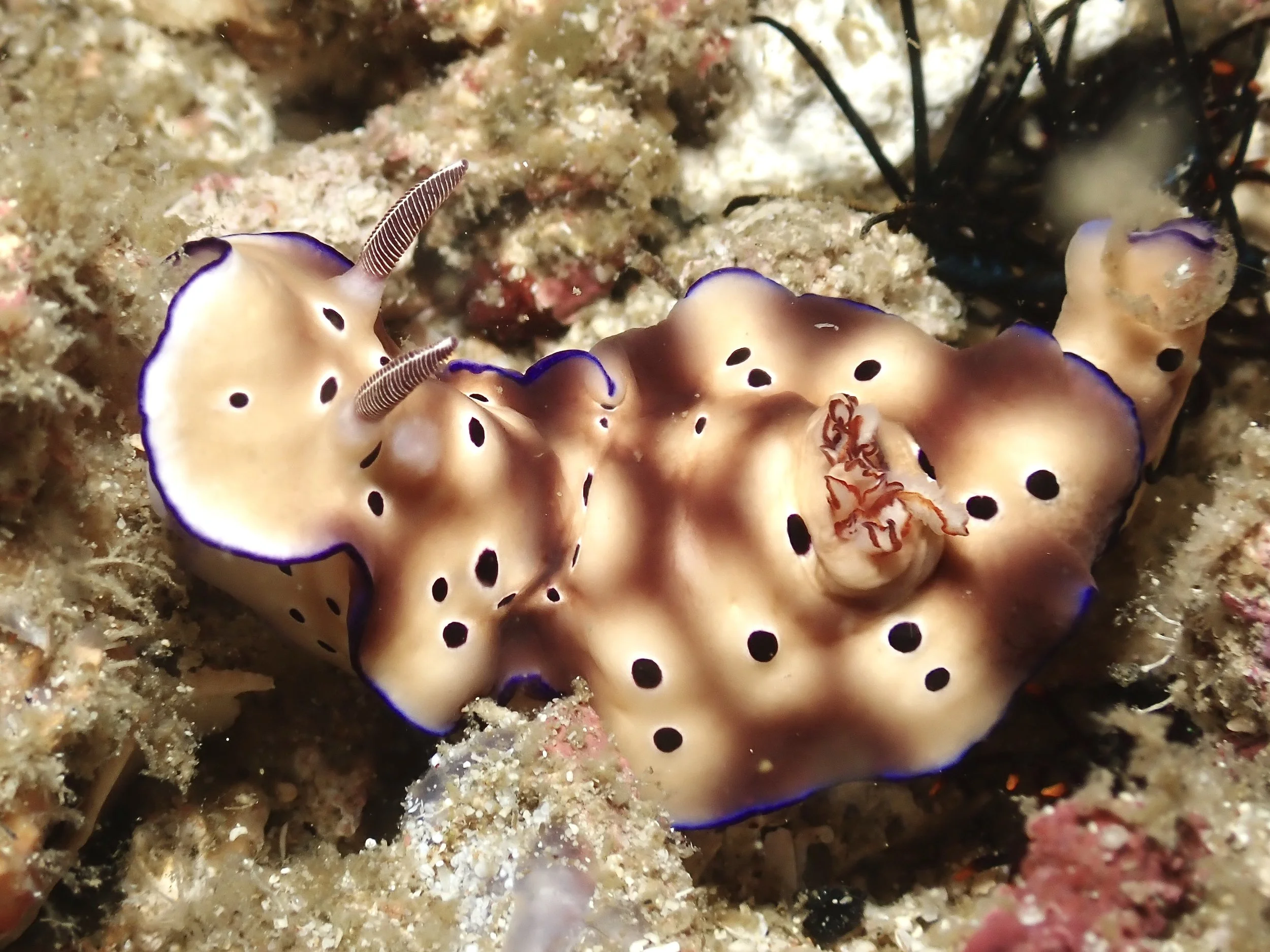 Nudibranchs!