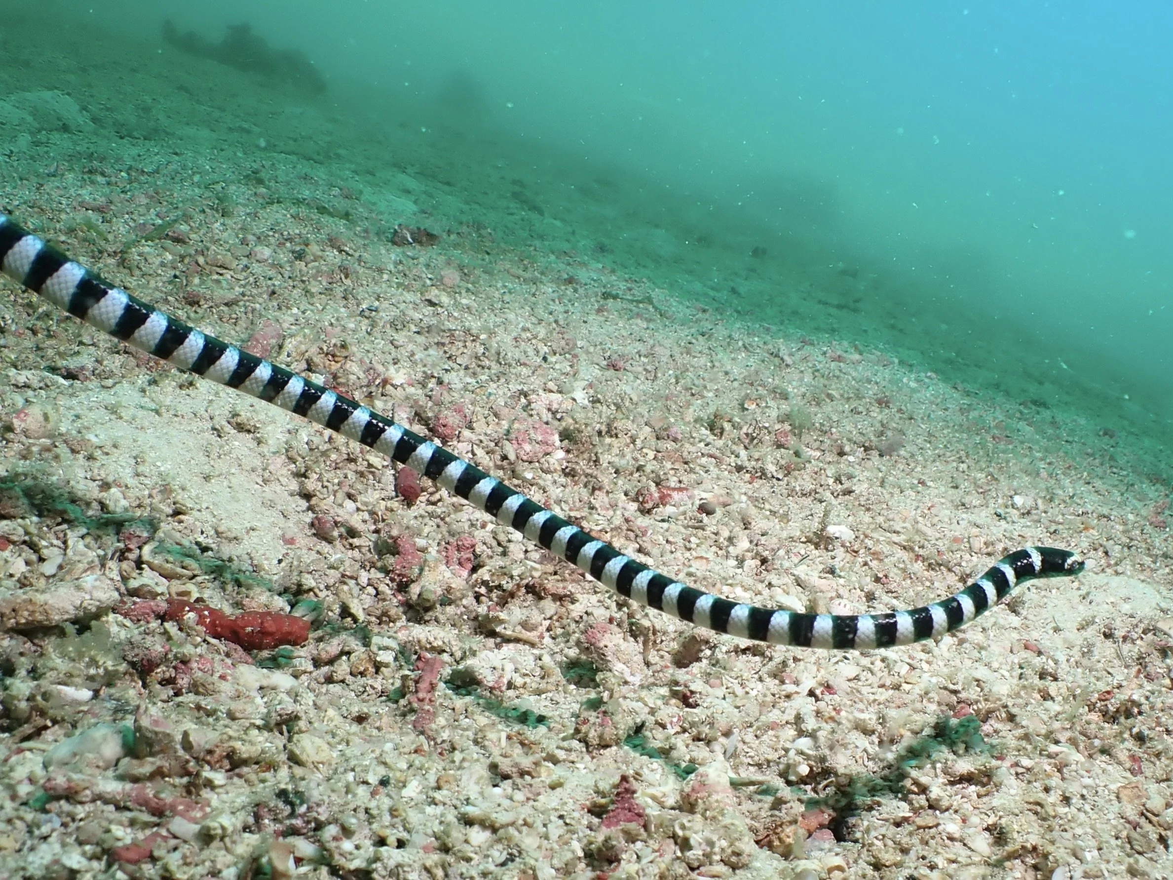 Banded Sea Snake