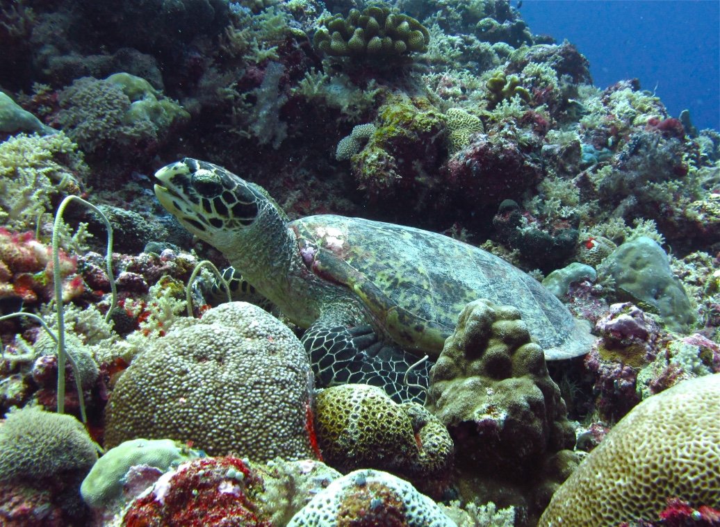 Turtles can be found on most Palau dive sites