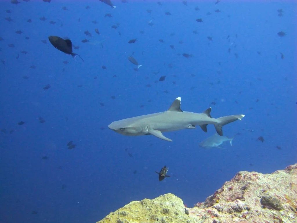 Sharks patrolling the reef drop off.  