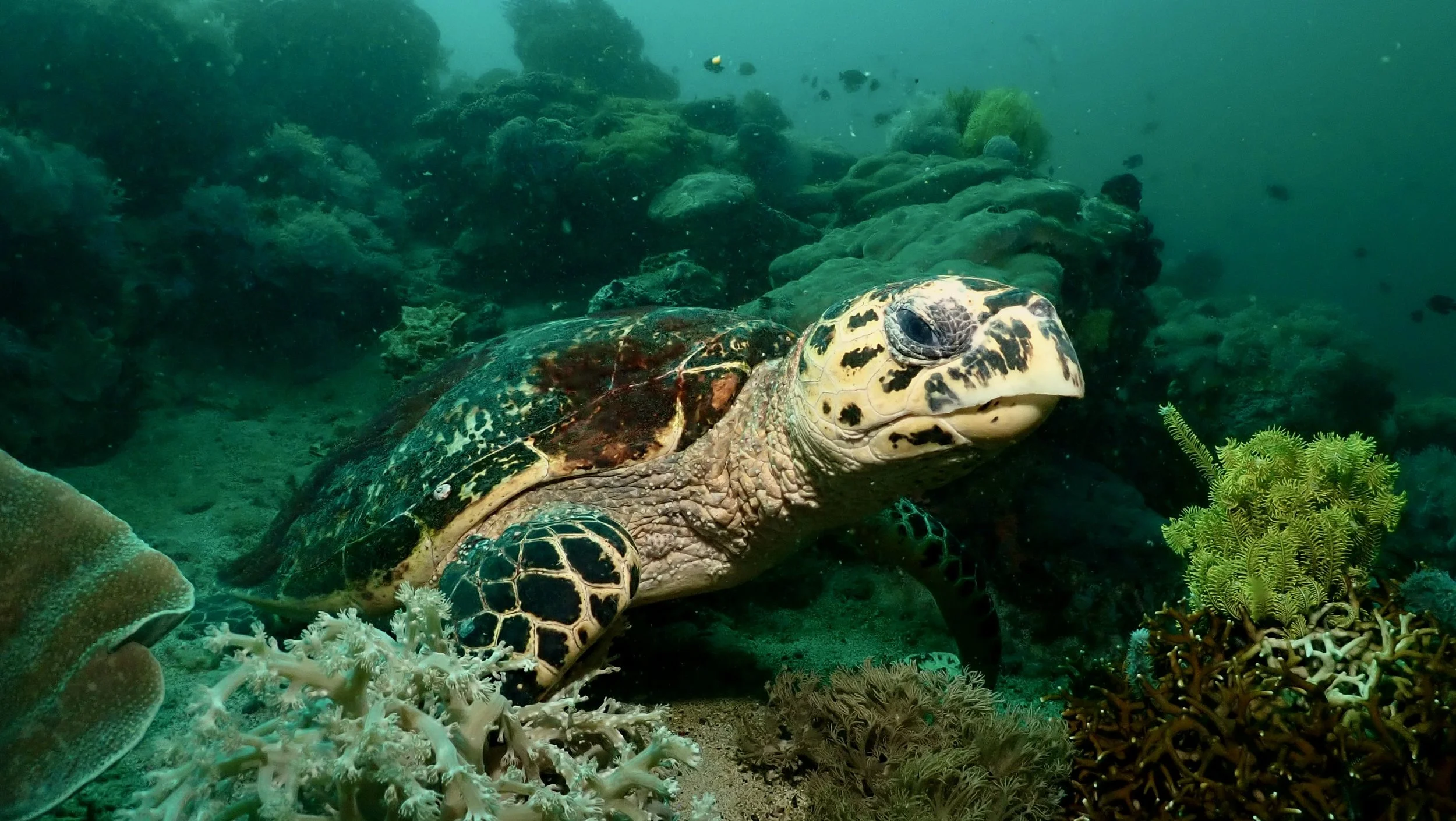 Hawksbill Turtle chilling