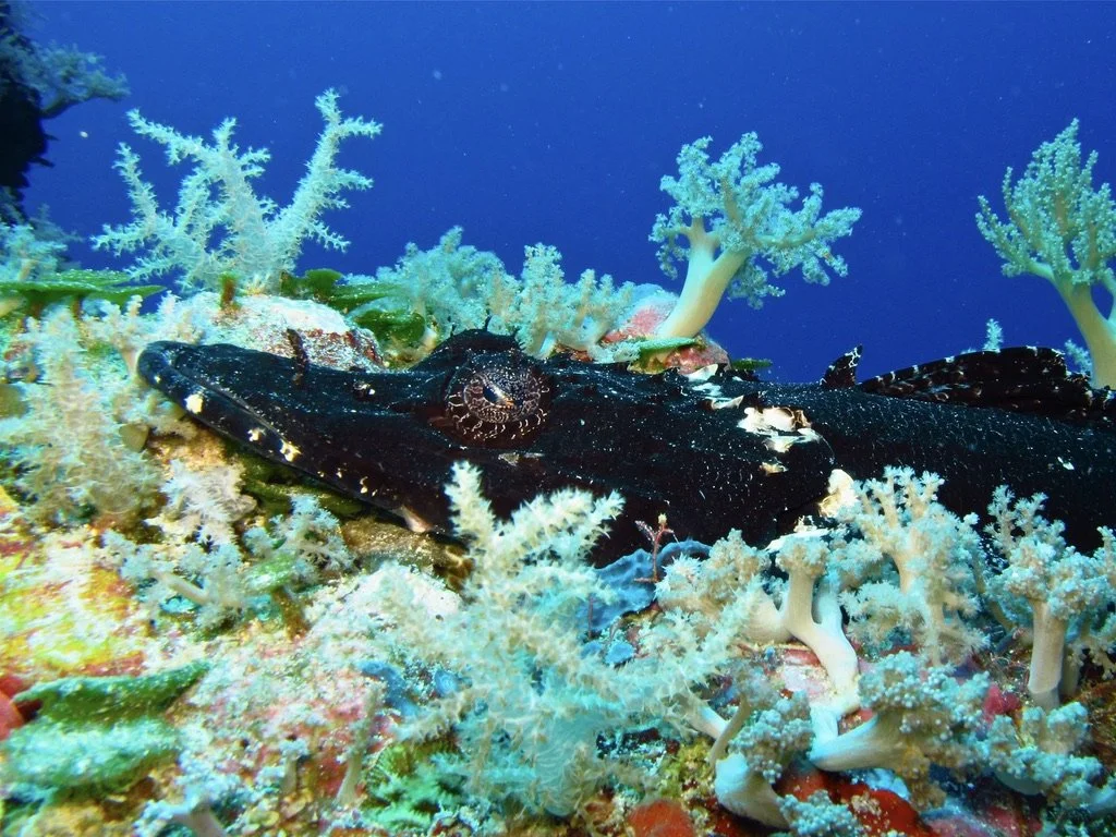 Crocodile Fish