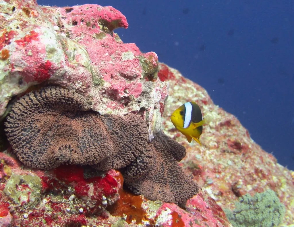 Clownfish and Anemone on one of Palau's wall dives