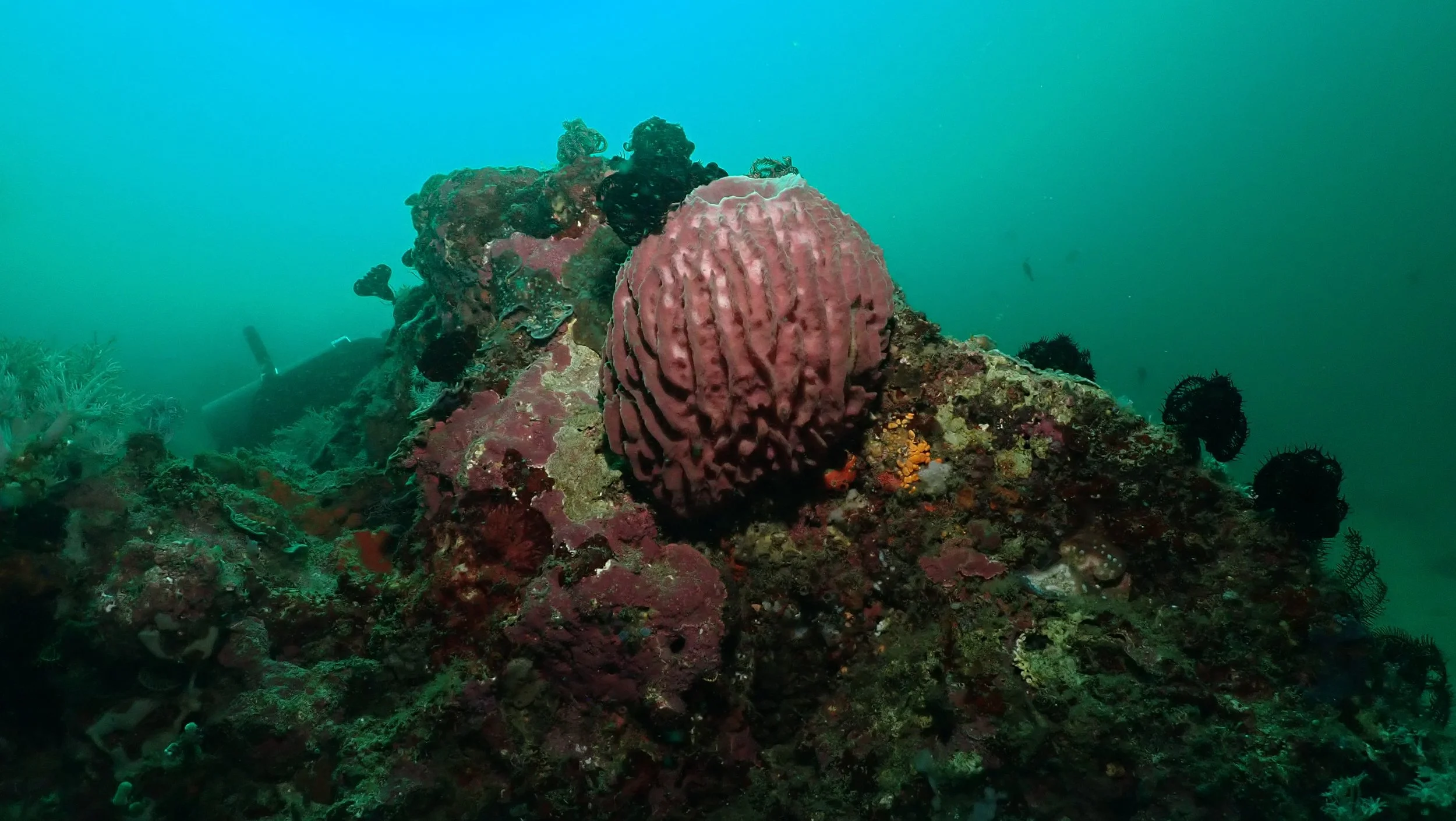Greenish Water in Puerto Galera