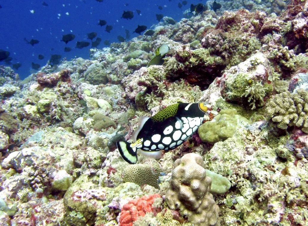 Picasso Triggerfish swimming along the top of one of Palau's wall dives