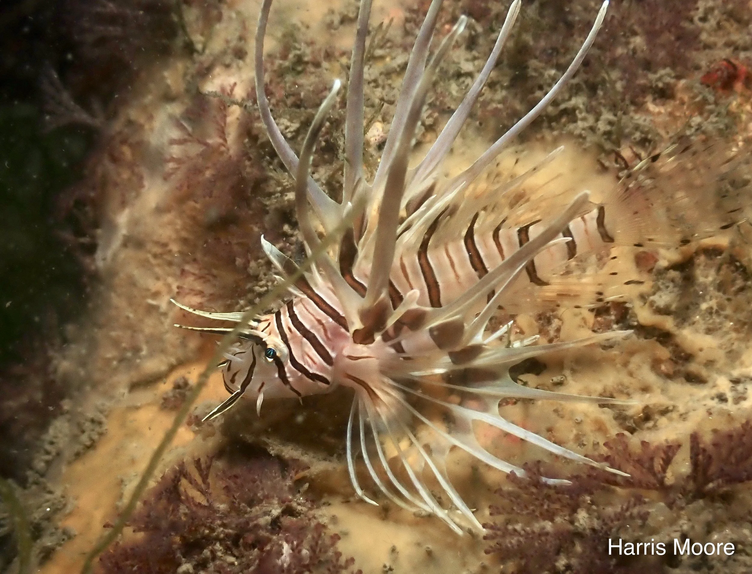 Lionfish
