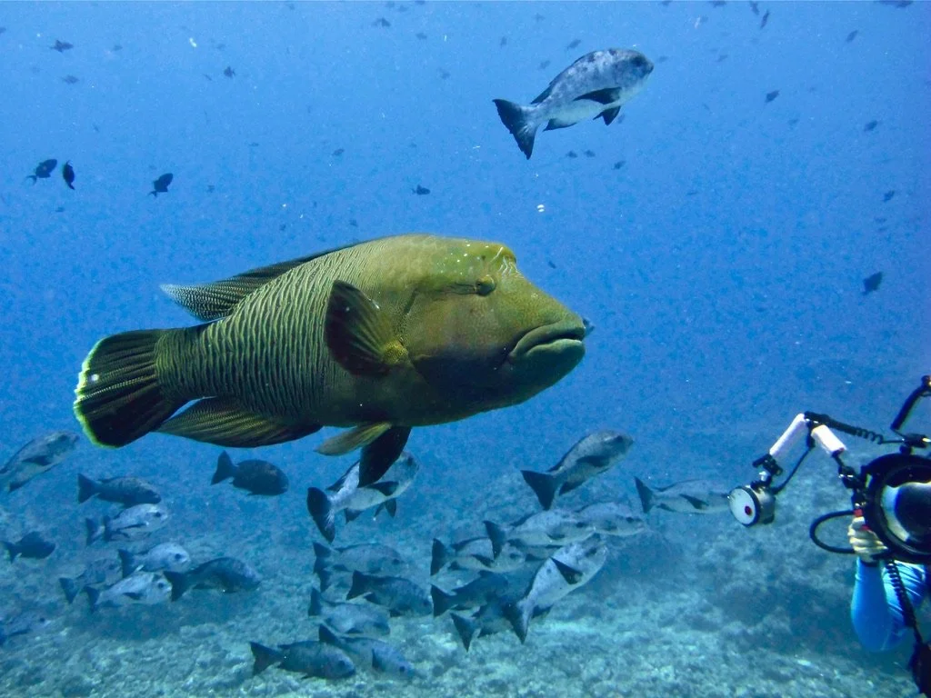Napoleon Wrasse at Blue Corner
