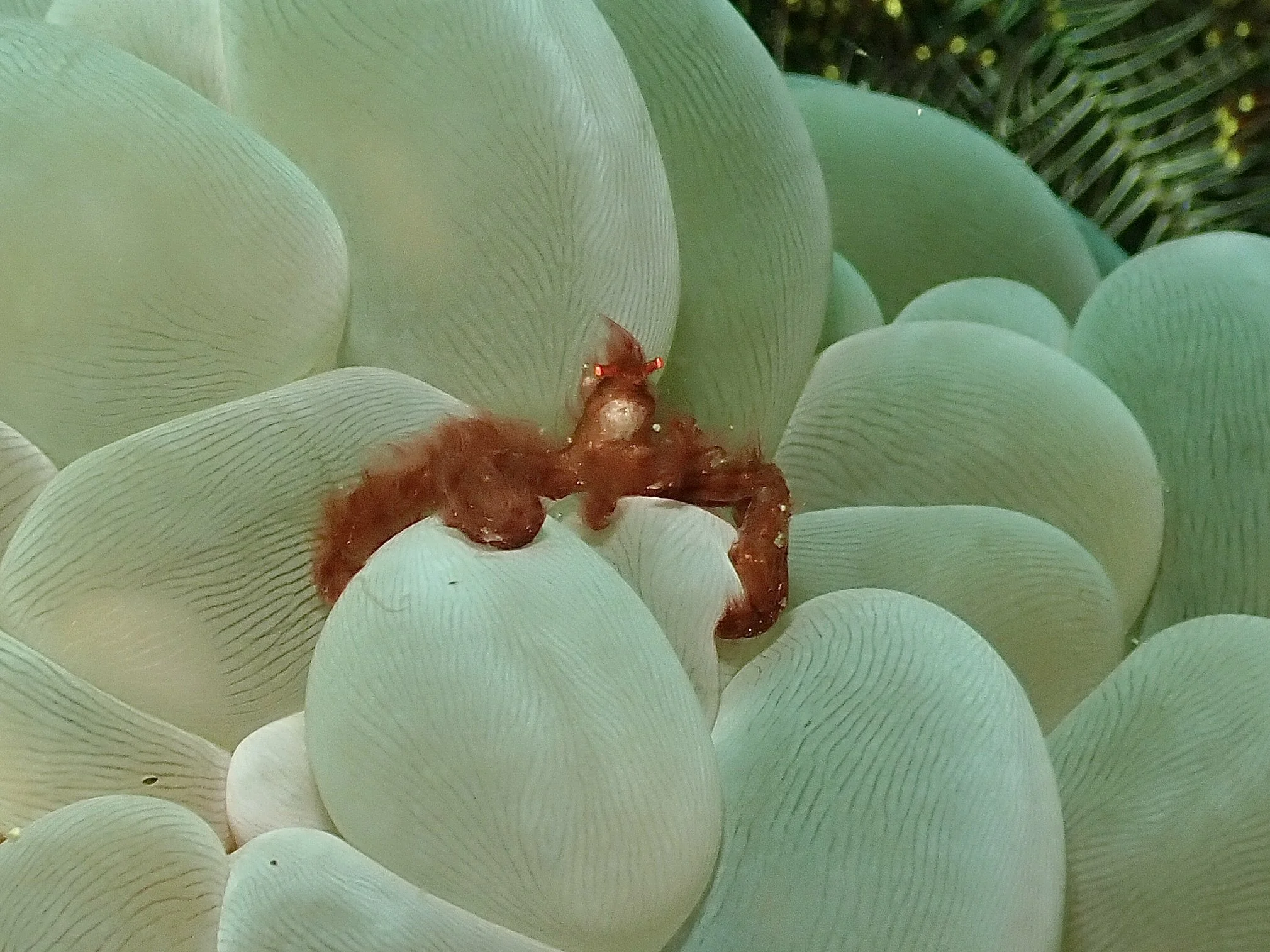 Orangutan Crab in Coral