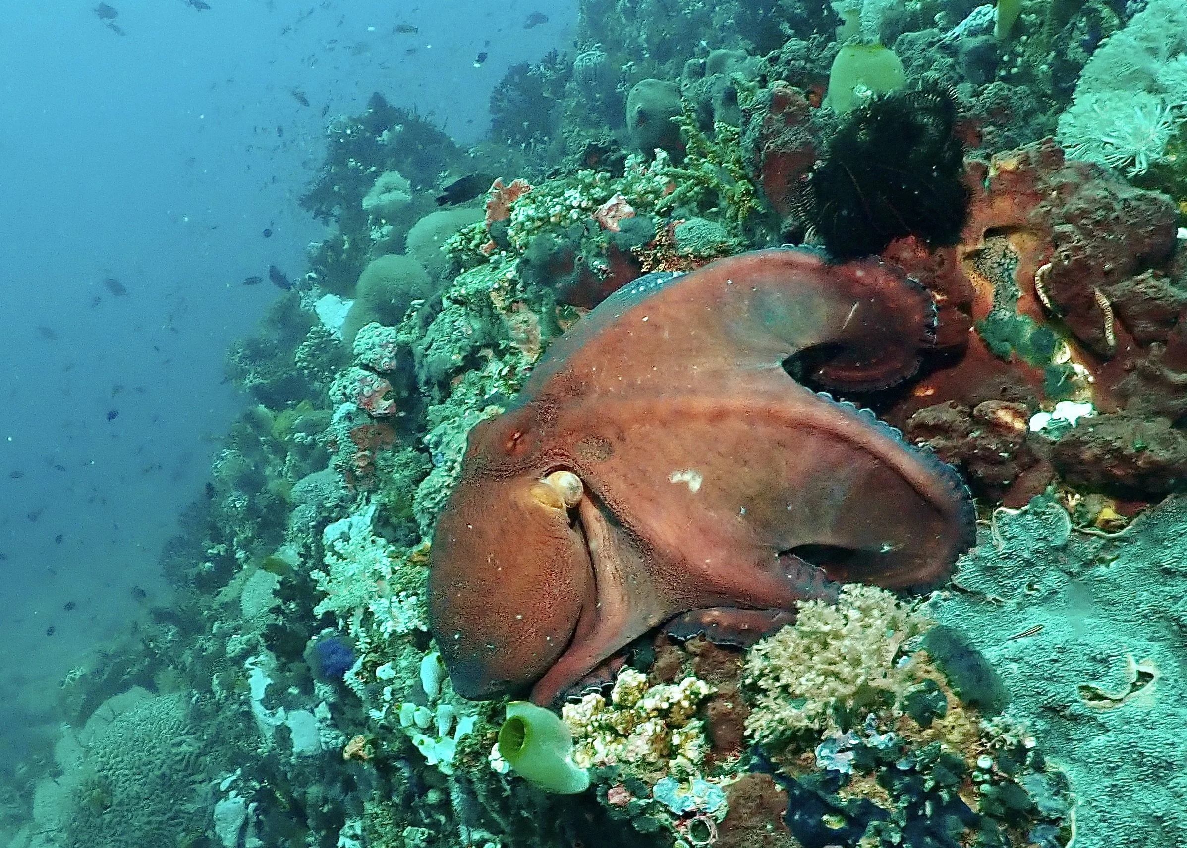 Octopus hunting on Verde Island