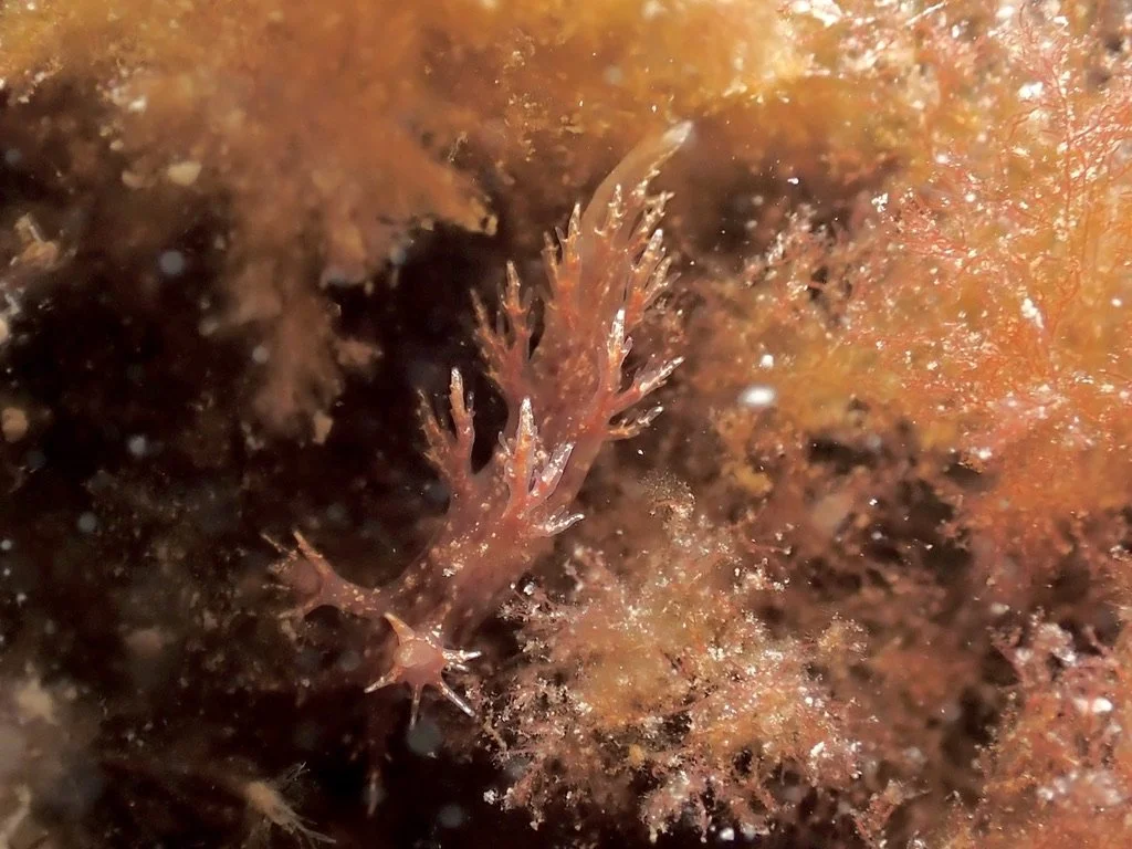 Bushy back nudibranch
