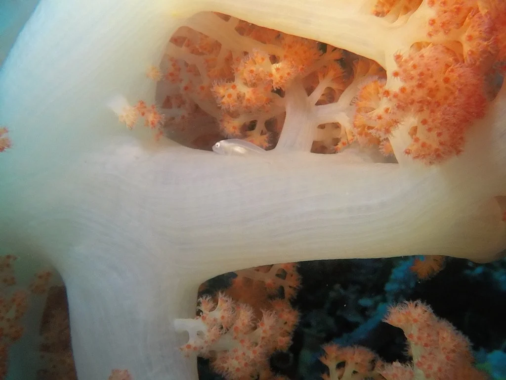 5DDB57B3-2789-46FF-910F-EA08A886CF50_1_105_c.jpeg