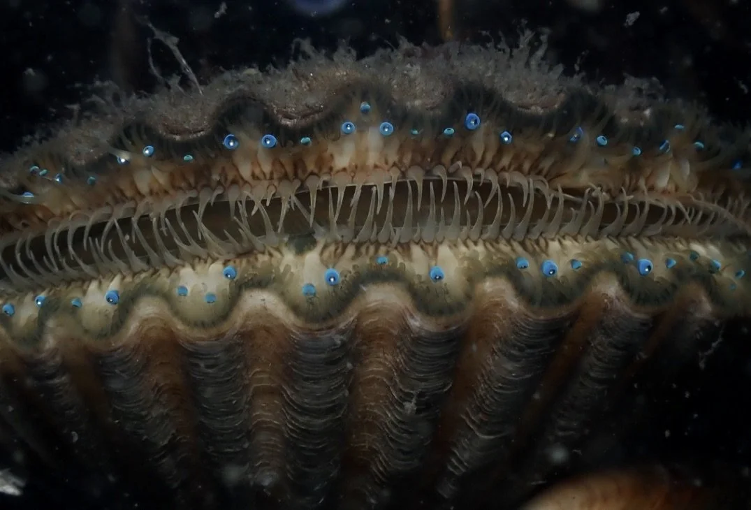 Bay Scallop Eyes