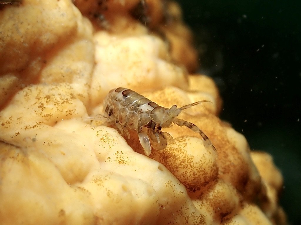 amphipod on a sponge