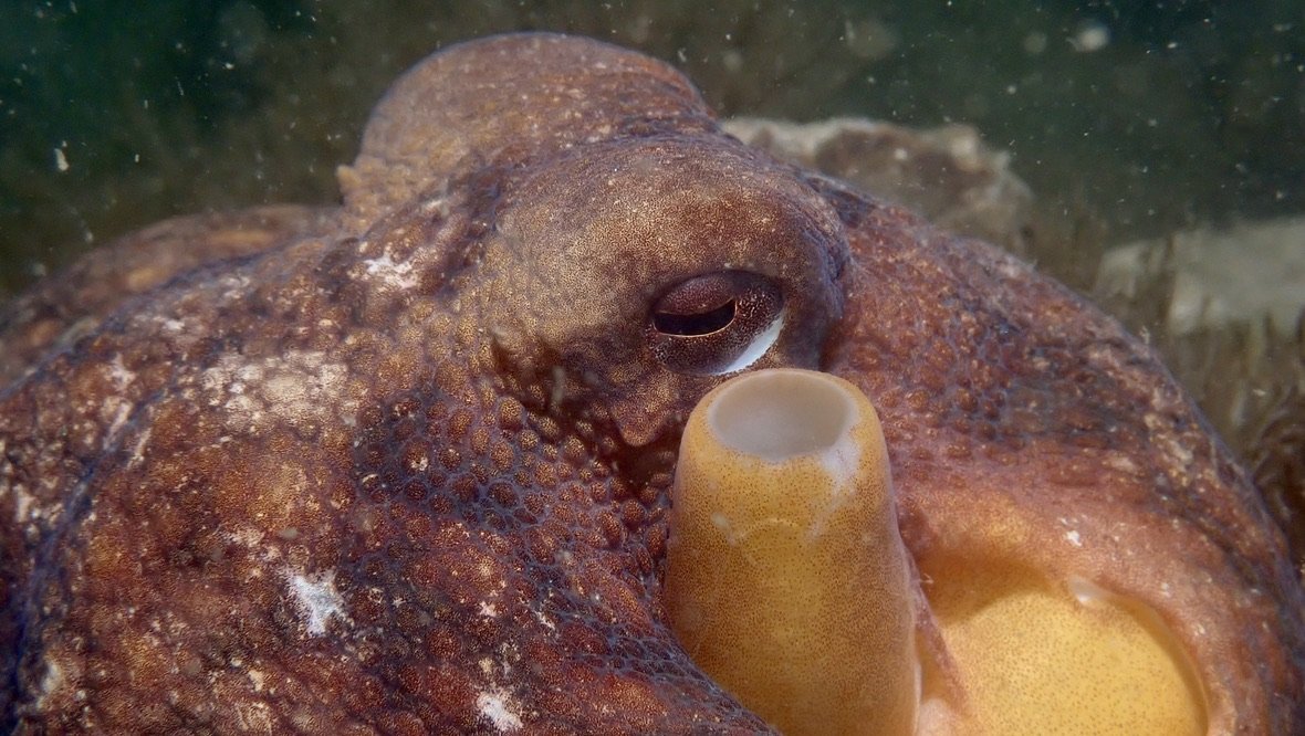 More octopus photos