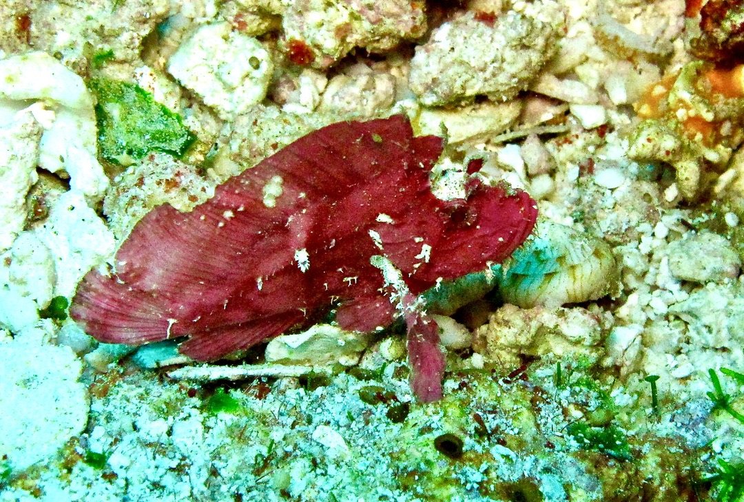 Leaf Scorpionfish at Siaes Corner