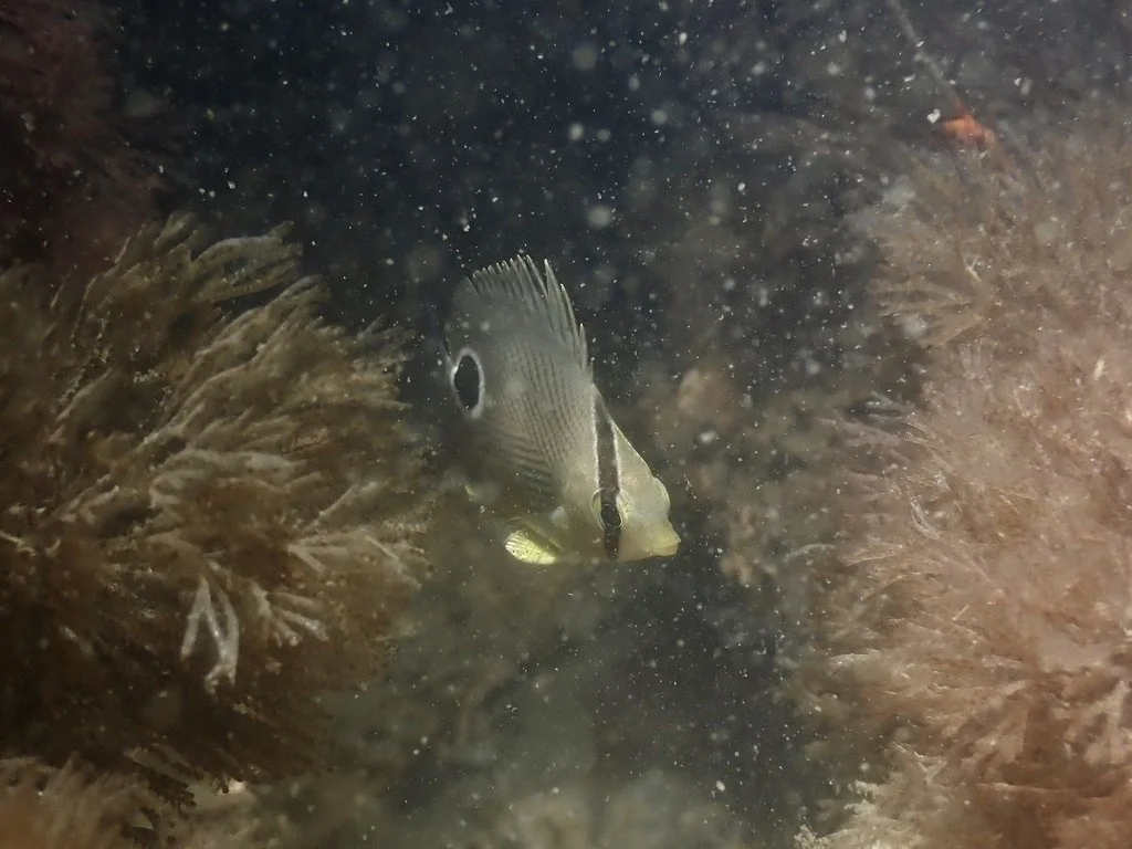 Four Eye Butterflyfish 