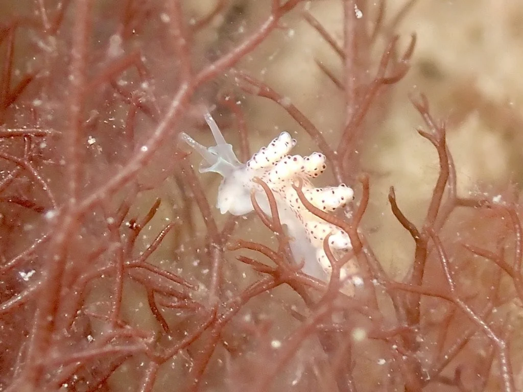 Crowned Sea Slug, Doto Coronata