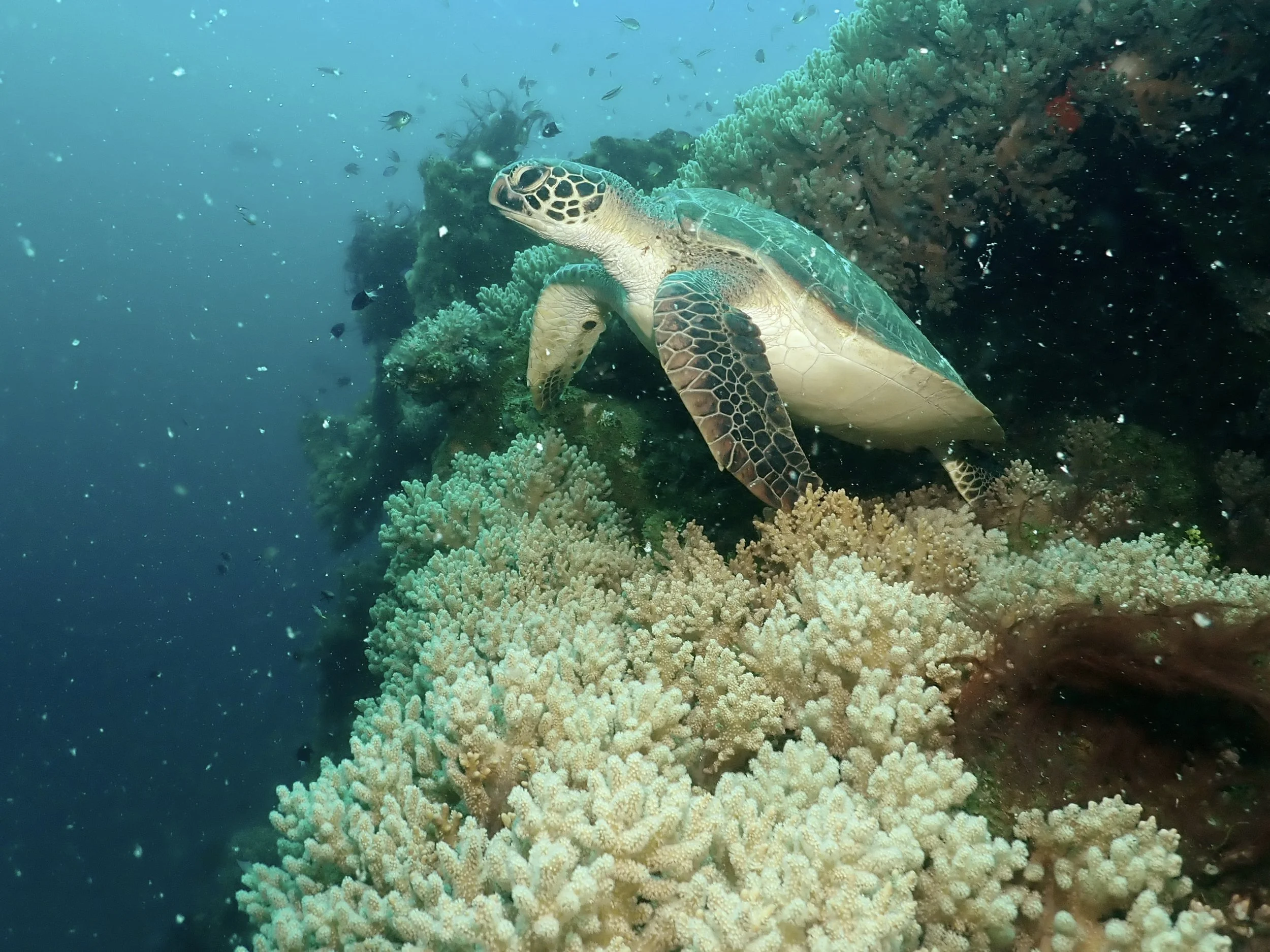 Sea Turtle resting on the top of the Bridge