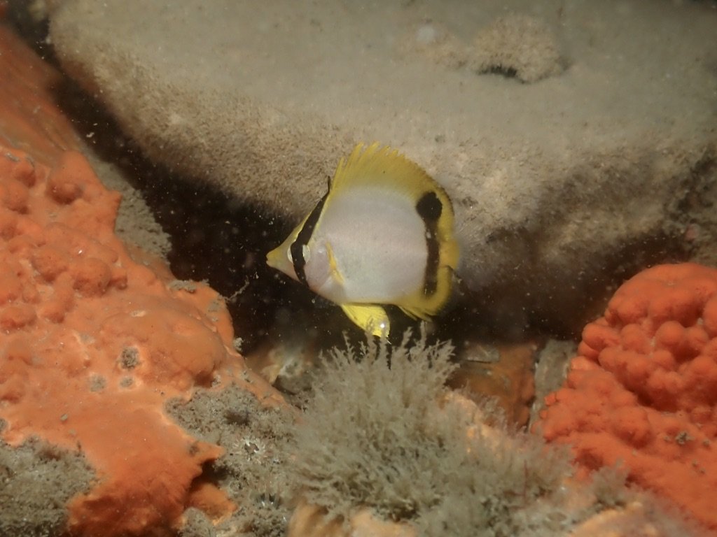 Spotfin Butterflyfish
