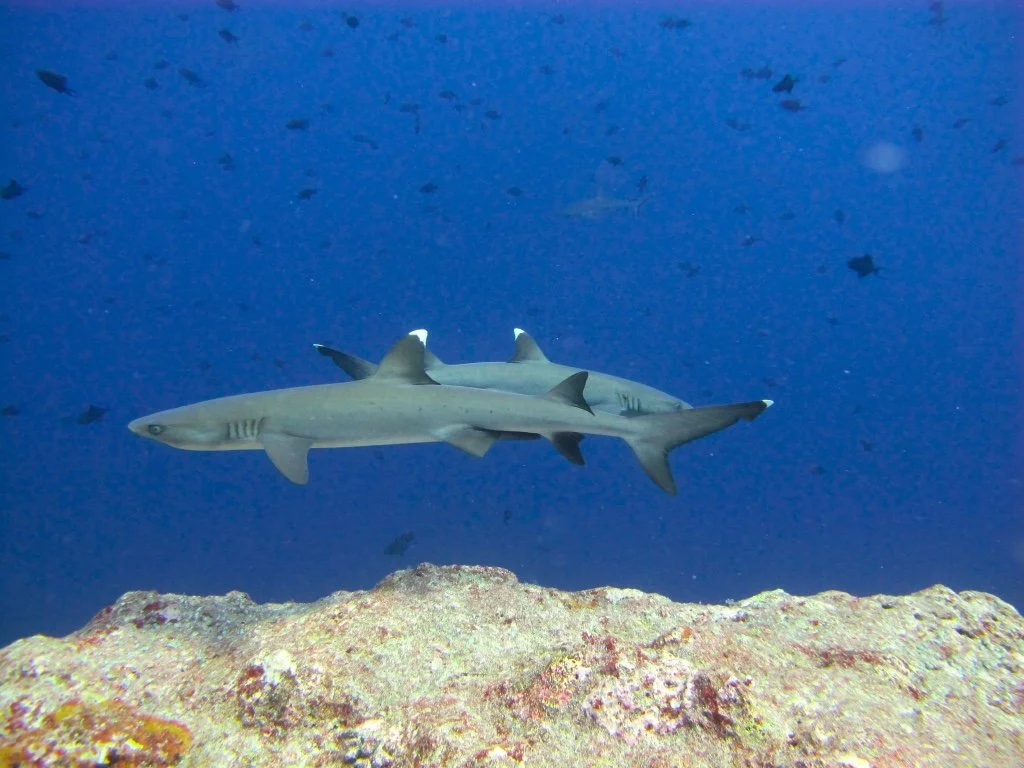 White Tip Reef sharks swimming by