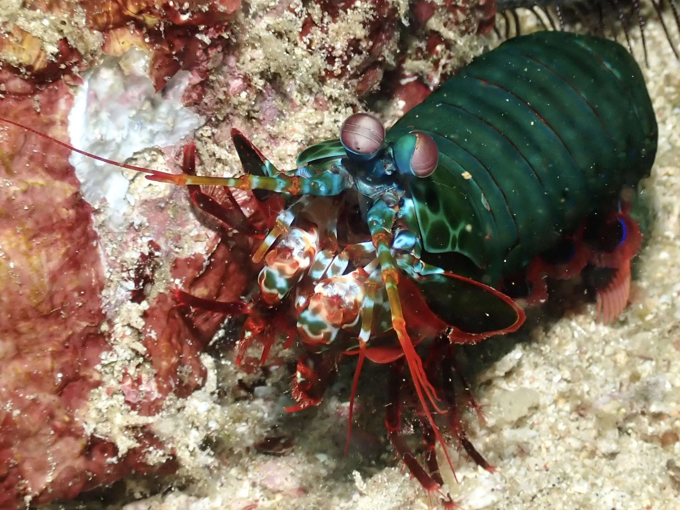 Peacock Mantis Shrimp