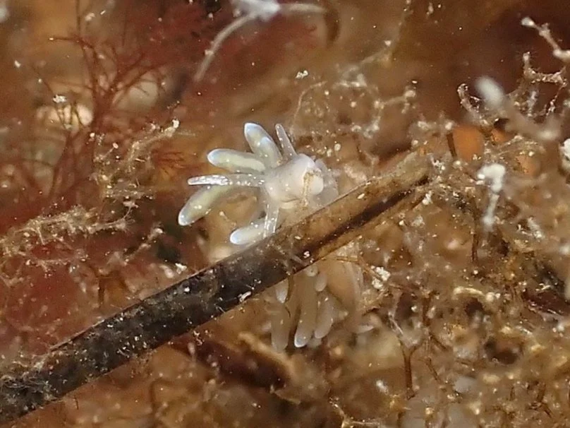 Rocky Aeolid munching on some bryozoans