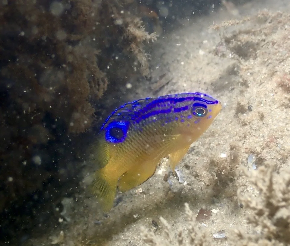 Longfin Damselfish