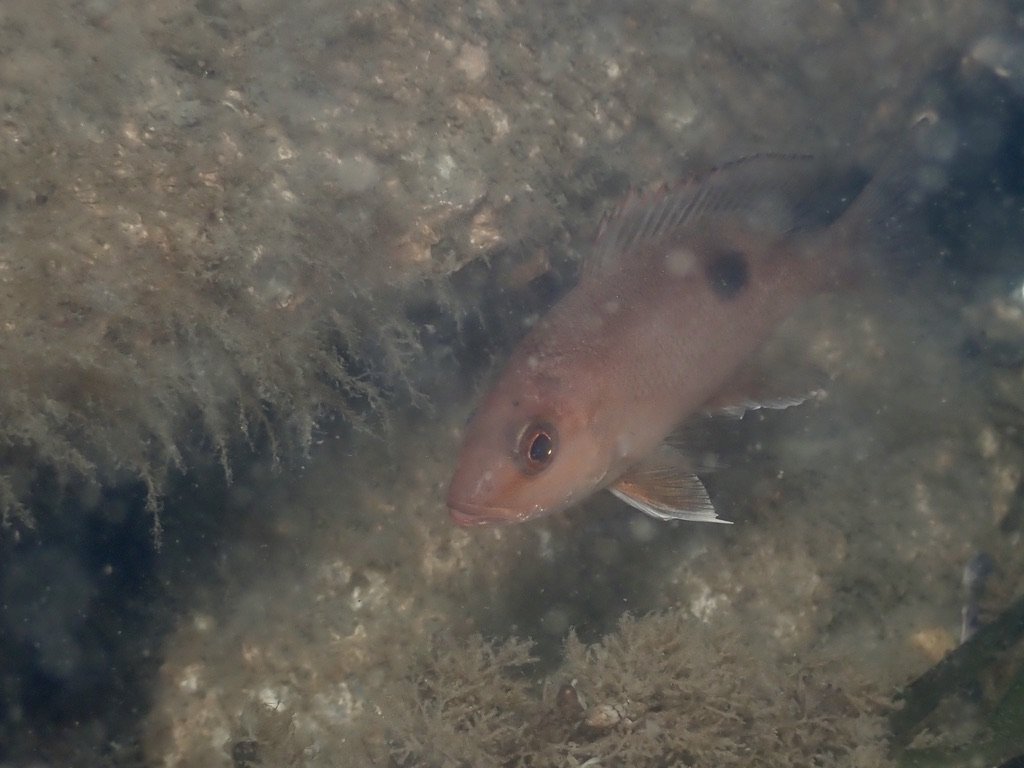 Juvenile Red Snapper