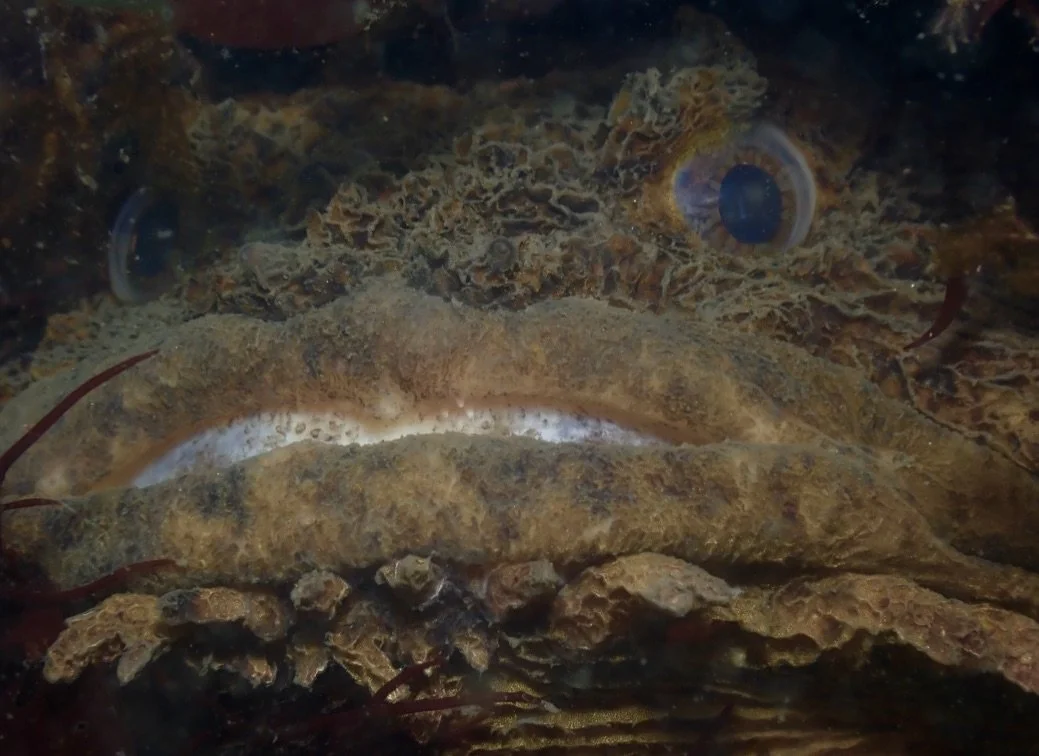 Oyster Toadfish