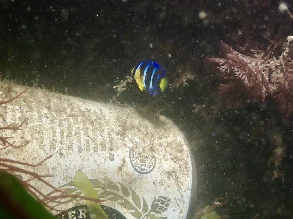 Juvenile Blue Angelfish