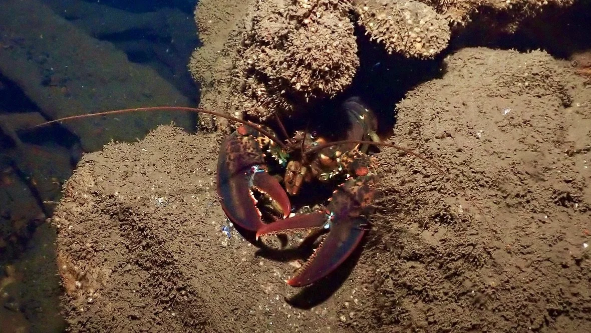 Lobster in the San Diego