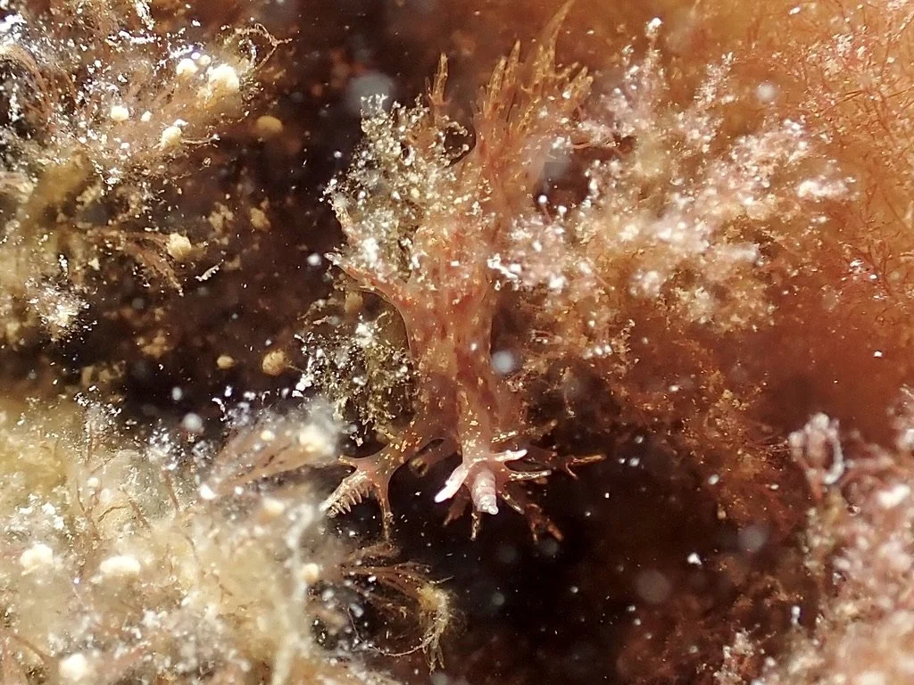 Bushy back nudibranch