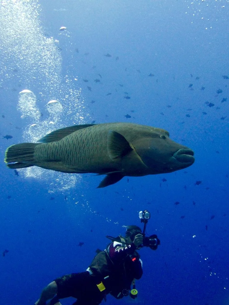 Napoleon Wrasse