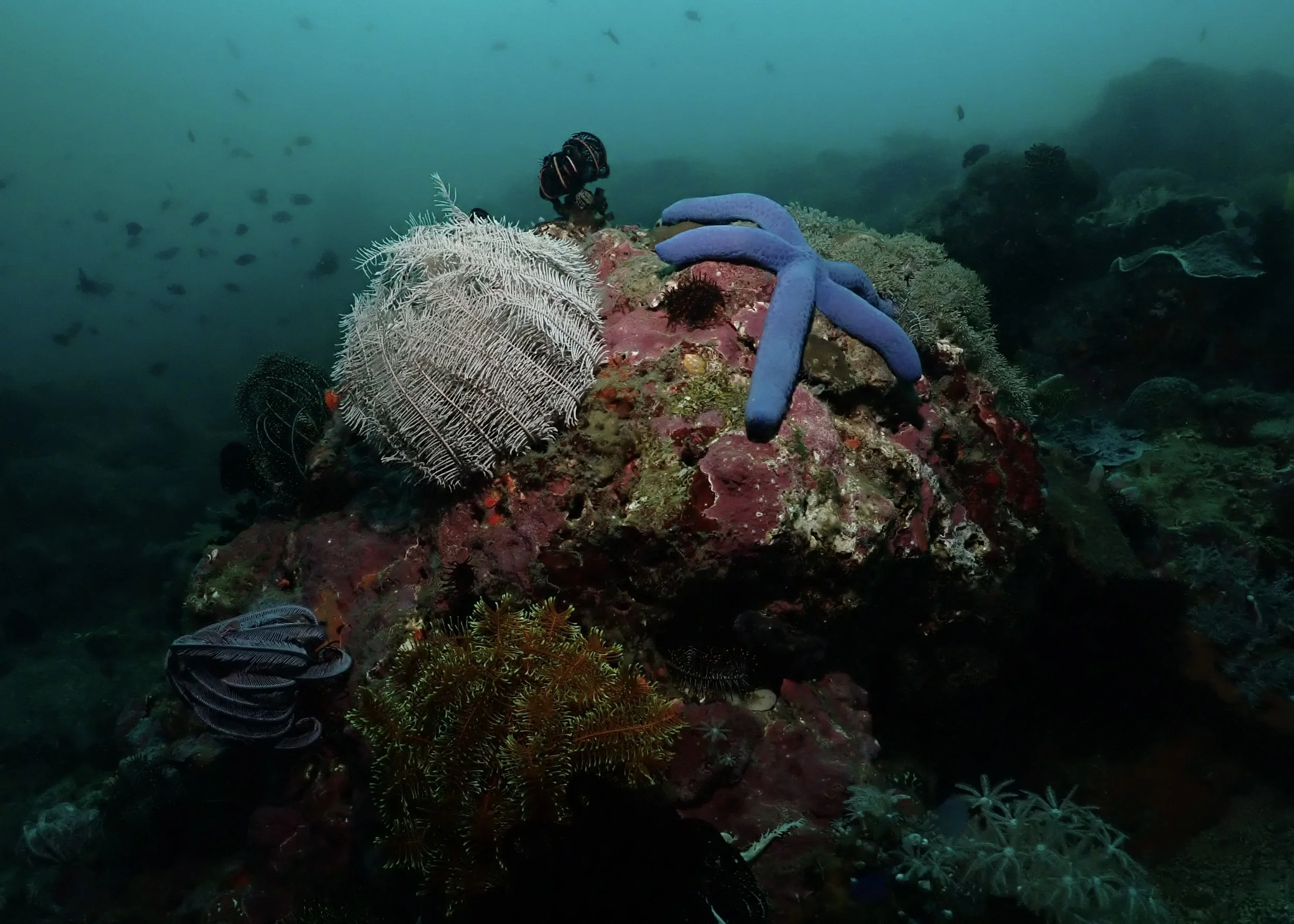 Basket Star & Starfish