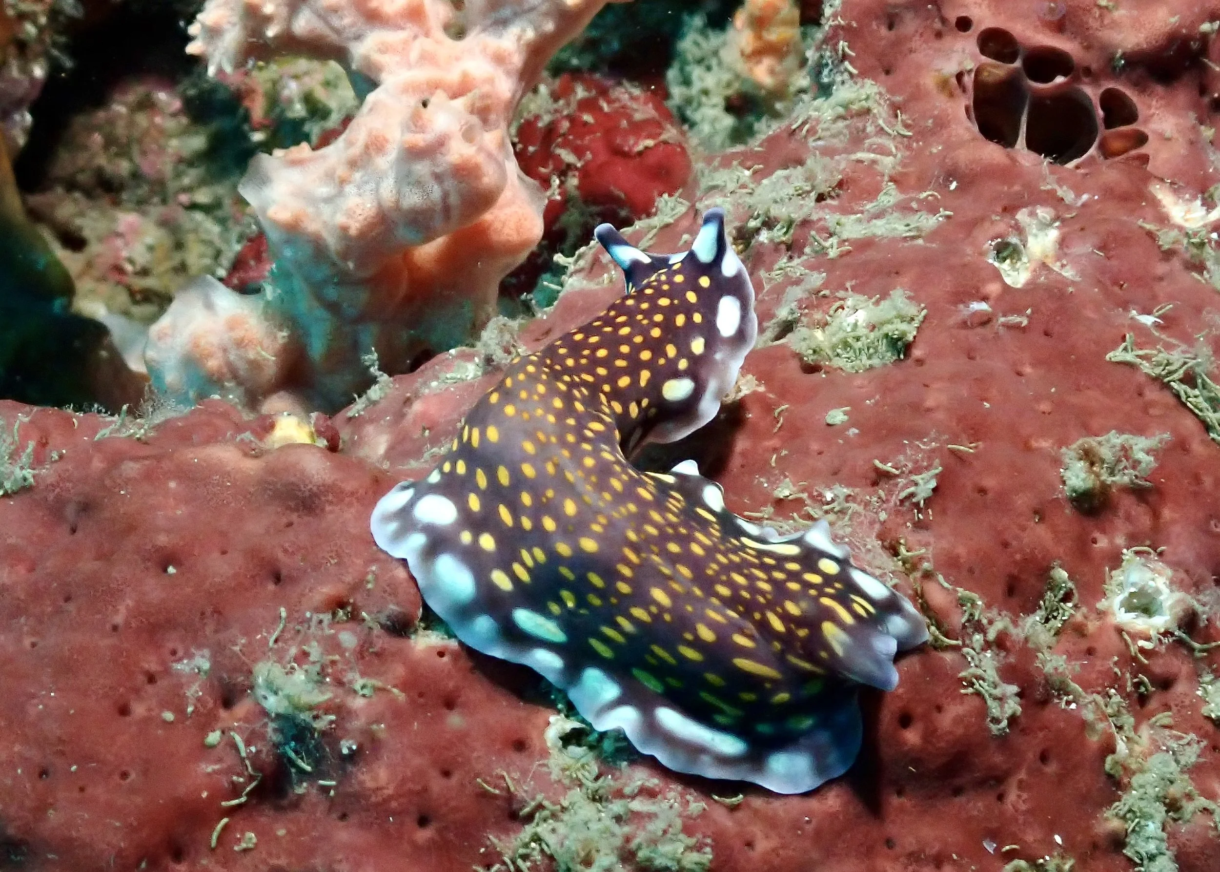 Not actually a nudibranch, this is a marine flat worm