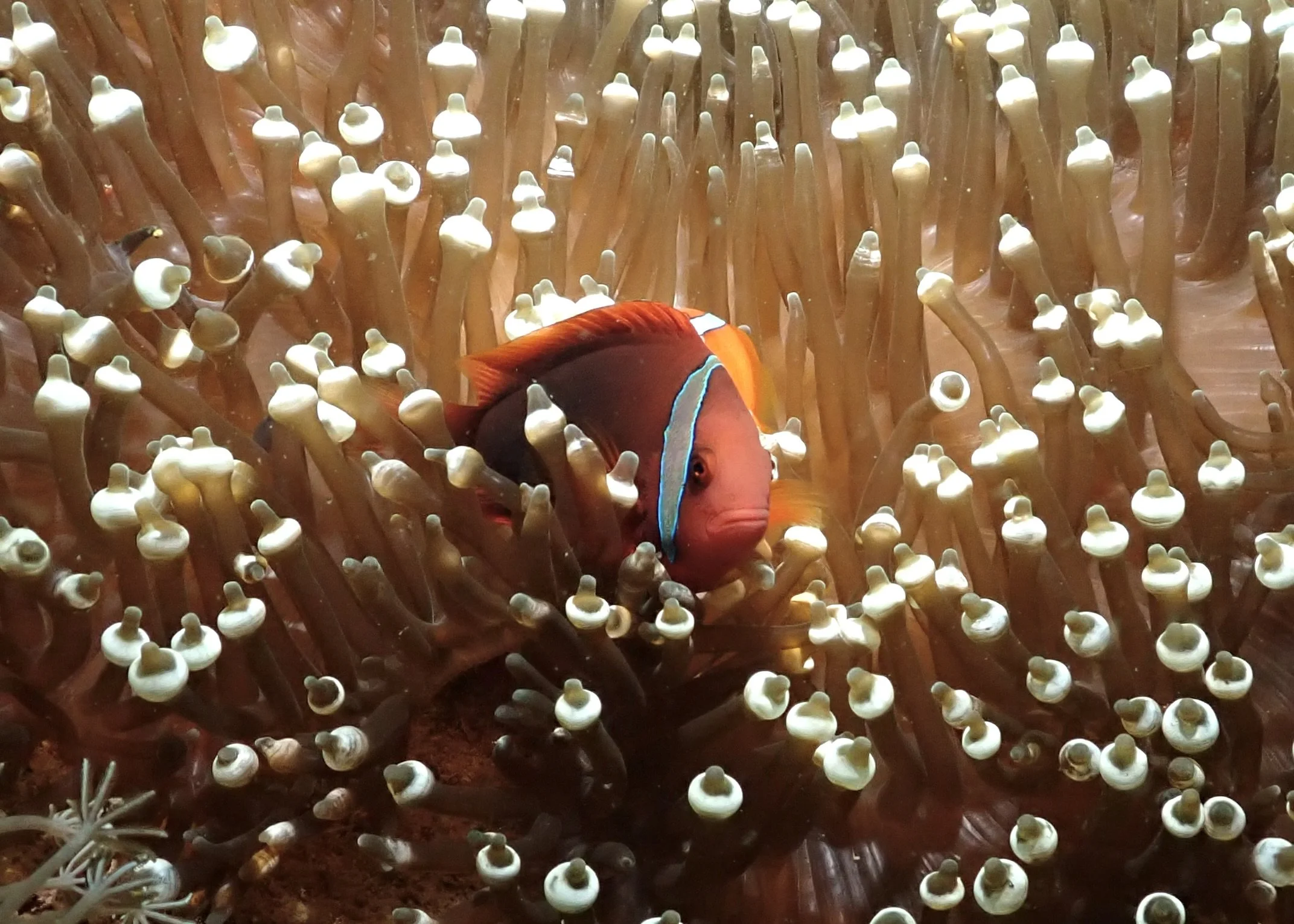 Maroon Clown in Bubble Tip Anemone