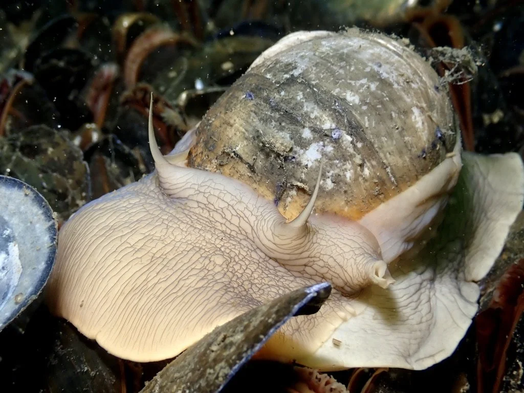 Moon Snail