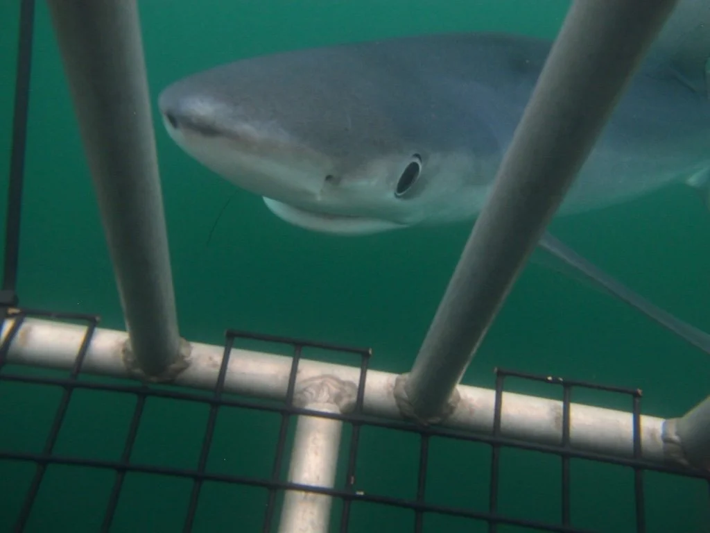 Blue Shark off Montauk
