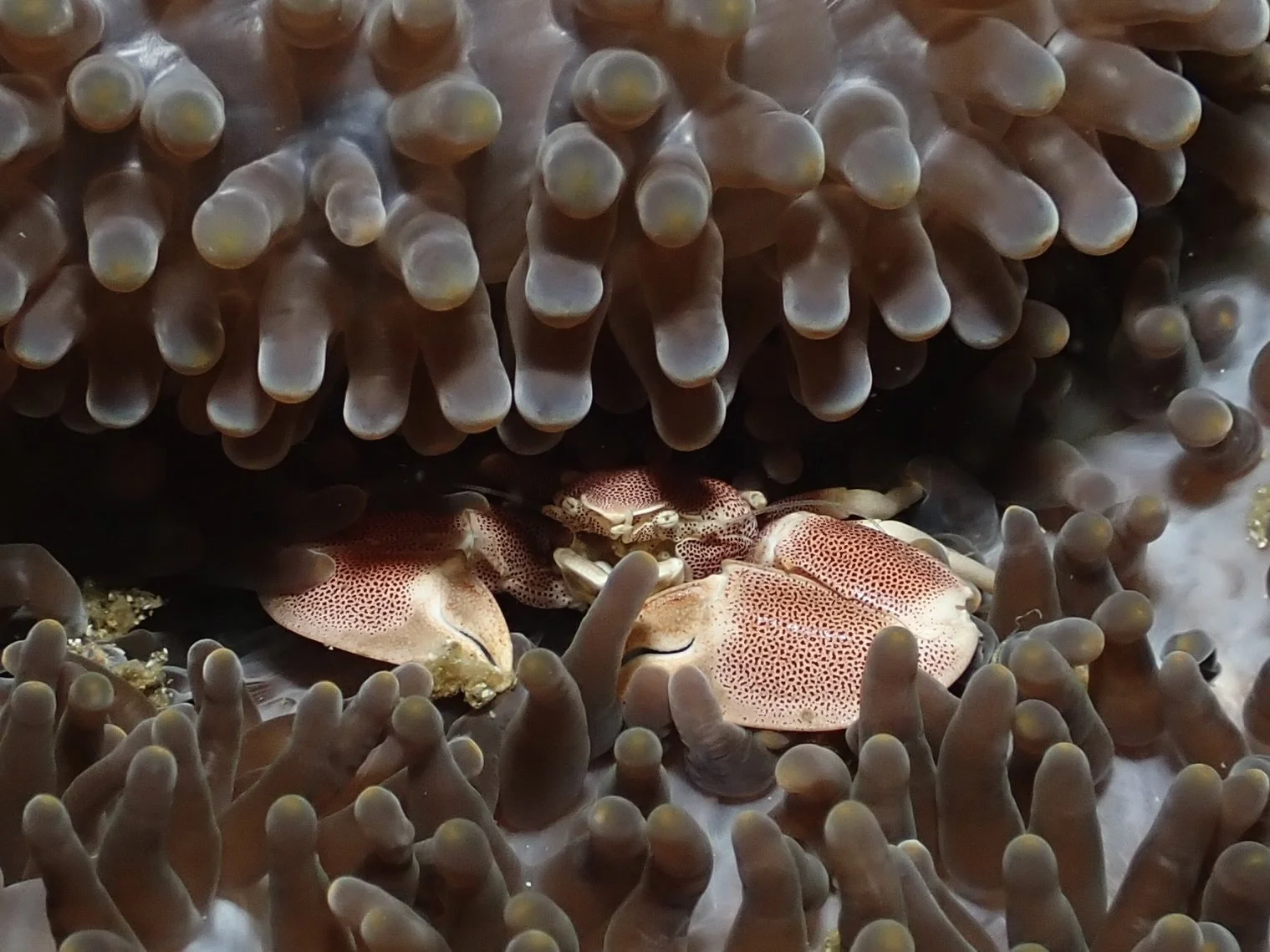Porcelain Crab
