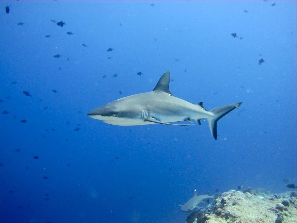It's rare to dive Palau and not see at least a half dozen reef sharks