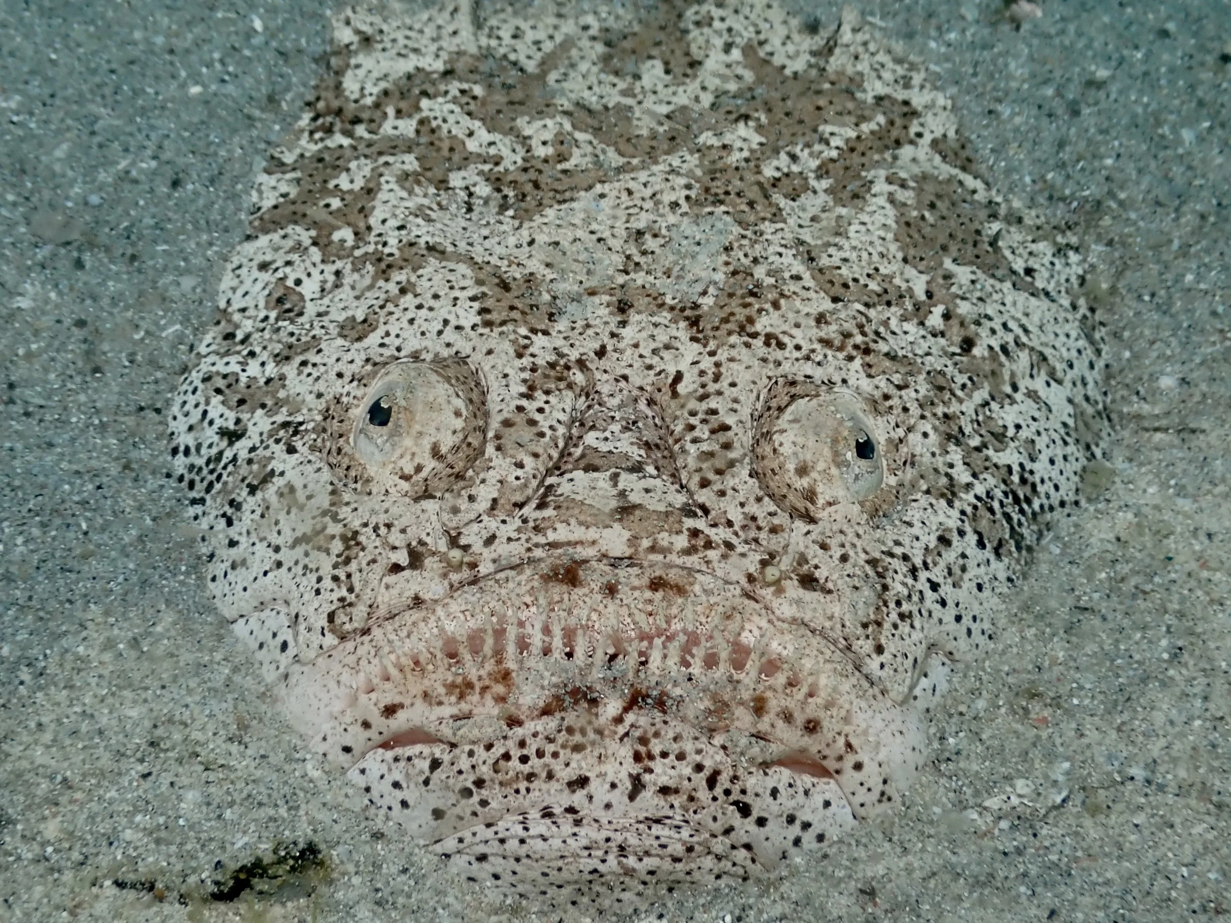 Stargazer lurking in the sand