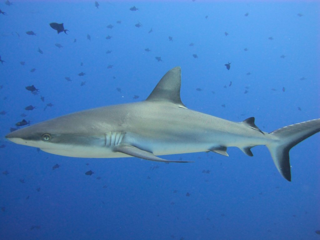 Reef Shark Cruising by Blue Corner