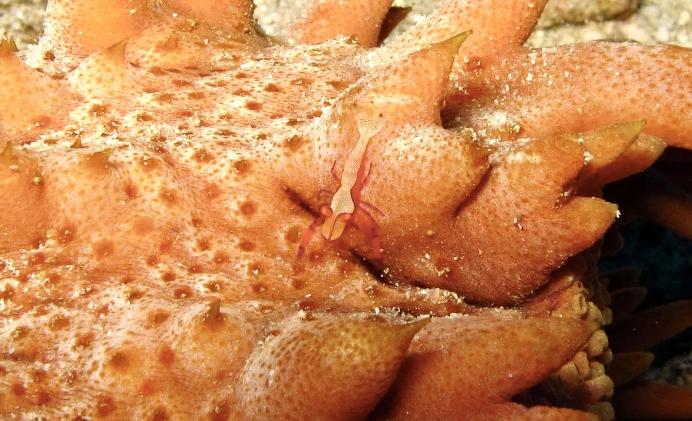 If you can peel your eyes away from the Sharks and Manta's you can find cool macro critters, like this Emperor Shrimp