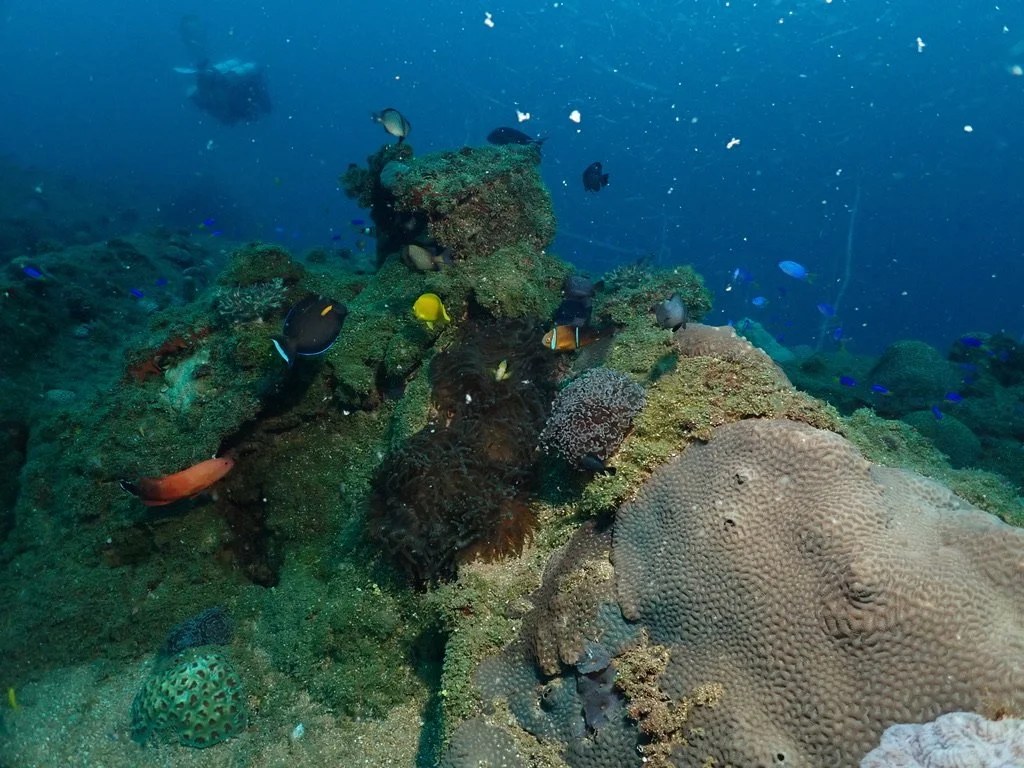 Top of the wreck looks almost like a Reef