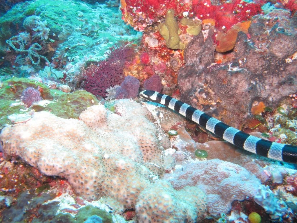 Banded Sea Snake hunting on Palau's reef