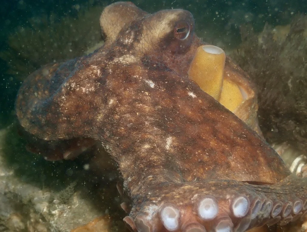 Found him sitting inside a cinder block at beach 8th st