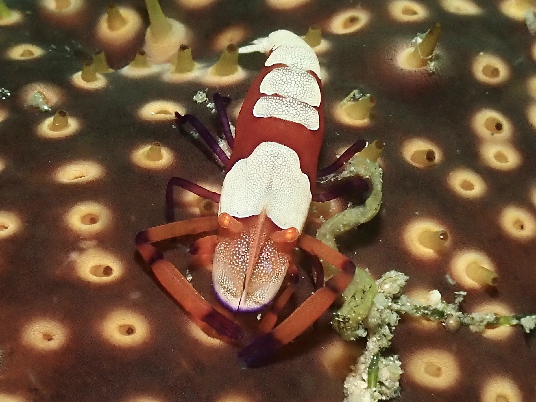 Emperor Shrimp on a Sea Cucumber